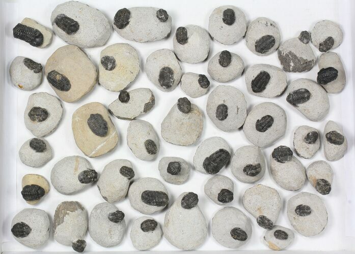 Lot: Bargain Gerastos Trilobite Fossils - Pieces #82531